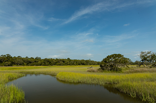 wetland landscape at Jekyll Island