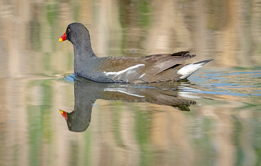 Moorhen swimming on the lake at Gosforth Park Nature Reserve