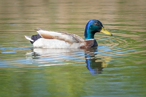 Mallard on the lake at Gosforth Park Nature Reserve