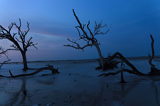 Driftwood beach at Jekyll Island in Georgia during dusk