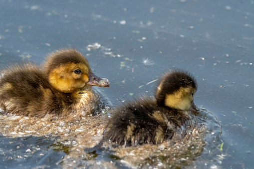 Pochard ducklings on the lake at Gosforth Park Nature Reserve