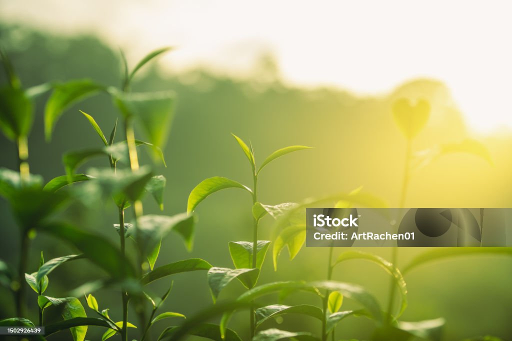 신선도 찻잎 아침과 함께 찻잎 닫기 0명에 대한 스톡 사진 및 기타 이미지 - 0명, 계절, 나무 - iStock
