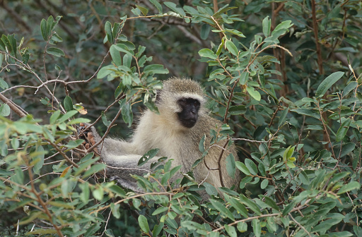 Juvenile Vervet Monkey (Chlorocebus pygerythrus), Tarangire National Park, Tanzania