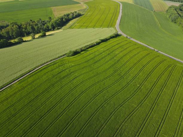 春の小麦、大麦、ライ麦のある緑の農地の空撮 - barley wheat grass green ストックフォトと画像