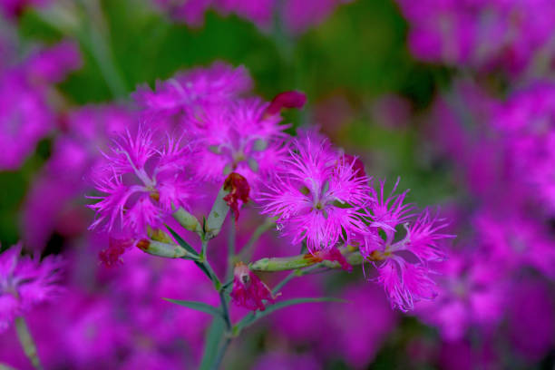 ナデシコスーパーバス/フリンジピンクの花:人気のコテージガーデンの花