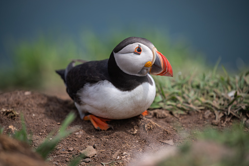 Close up portrait of an Atlantic puffin on Skomer Island, Pembrokeshire