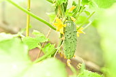 a bed of cucumbers. Ripe green cucumbers in the garden. Growing cucumbers in open beds near the house. Independent farming. Home agribusiness.