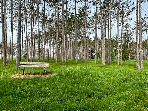 Bench nestled in among tall pine trees