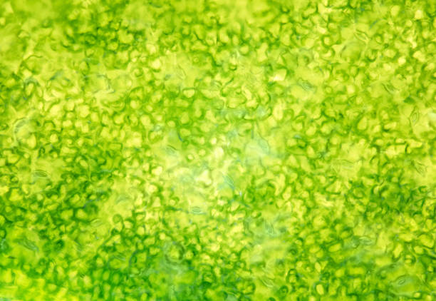 Microscopic image of cells and cross sections of a plant. Close up of leaf.