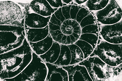 abstract texture of ammonite with a golden section in a close-up sectionblack and white photo