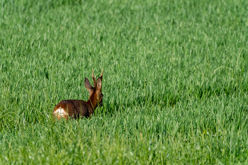Little bunny sitting in the field of grass, UK.