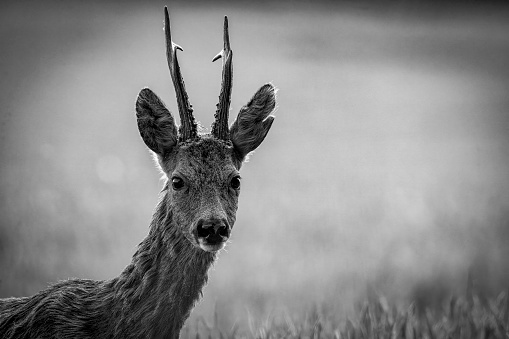 Roe deer buck in a field in Gosforth Park Nature Reserve.