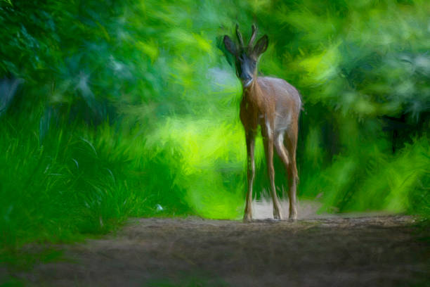 istock Roe deer buck on a pathway through Gosforth Park Nature Reserve 1502933841
