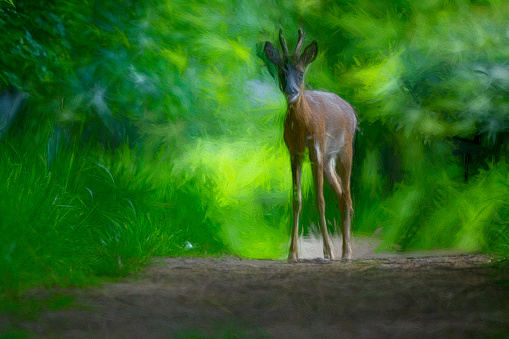 Roe deer buck on a pathway through Gosforth Park Nature Reserve.