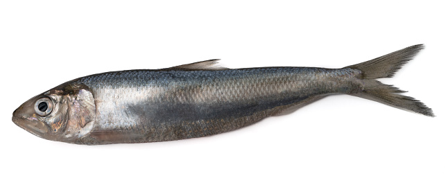 Herring (Alosa kessleri kessleri (Grimm) - the largest of the Caspian shad (up to 52 centimeters). The sea is found everywhere. The spawn goes in the Volga River in late April.