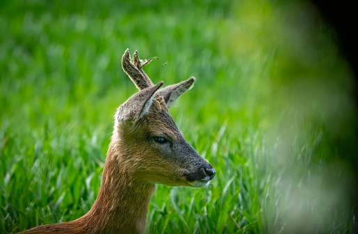 Roe deer buck in a field in Gosforth Park Nature Reserve.