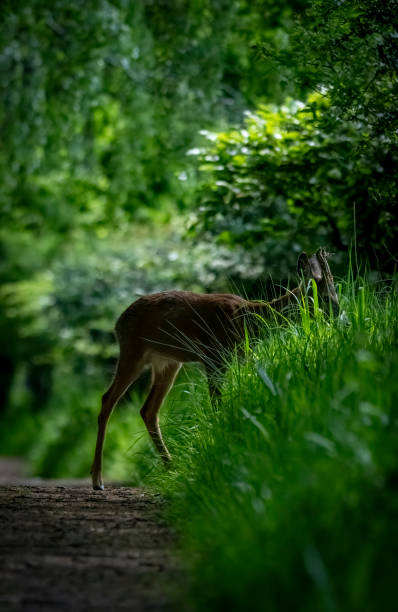 istock Roe deer buck on a pathway through Gosforth Park Nature Reserve 1502935093
