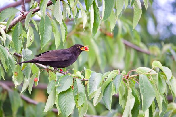 istock Male blackbird eating berries 1502936674