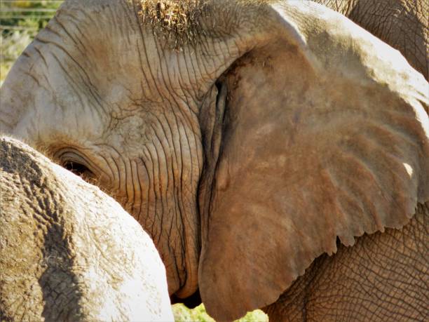 istock Elephants in South Africa 1502937244
