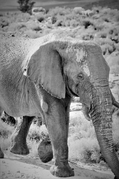 istock Elephants in South Africa 1502937274