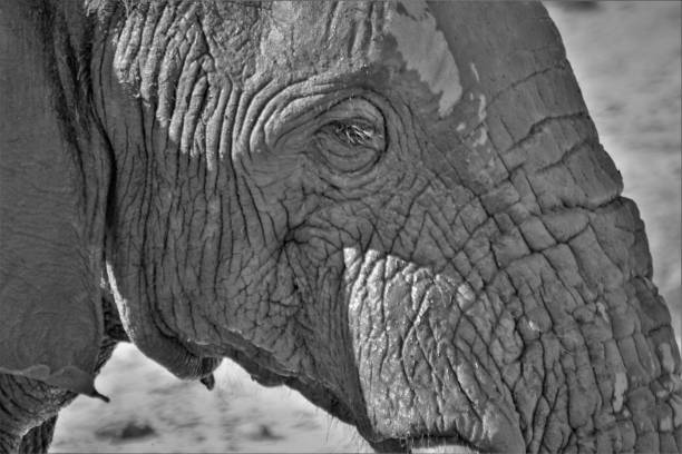 istock Elephants in South Africa 1502937288