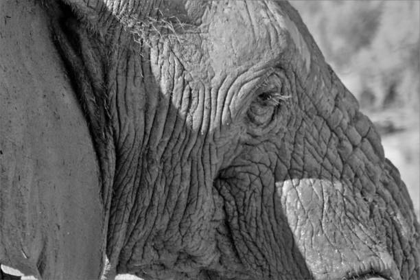 istock Elephants in South Africa 1502937292
