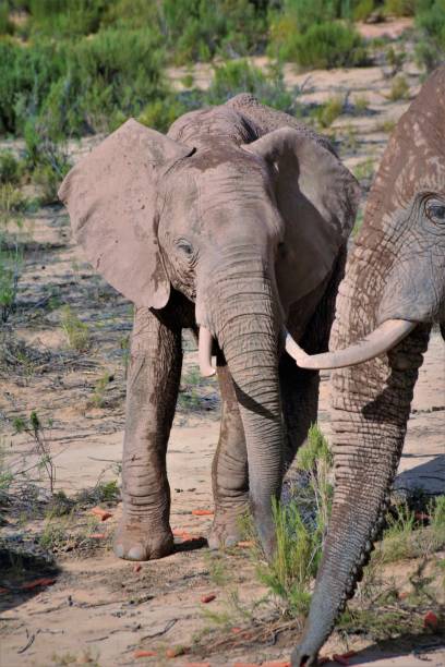 istock Elephants in South Africa 1502937306