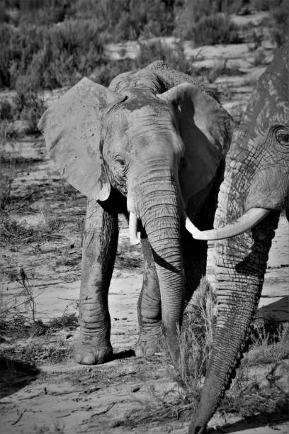 남아프리카 공화국의 코끼리 - animal close up elephant animal eye 뉴스 사진 이미지