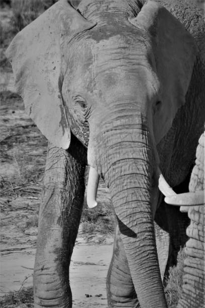 istock Elephants in South Africa 1502937313