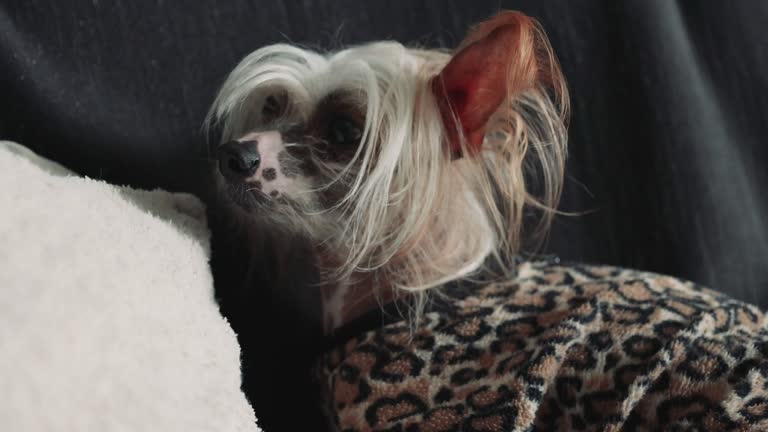 Portrait of Beautiful Chinese Crested Dog Relaxing on Sofa