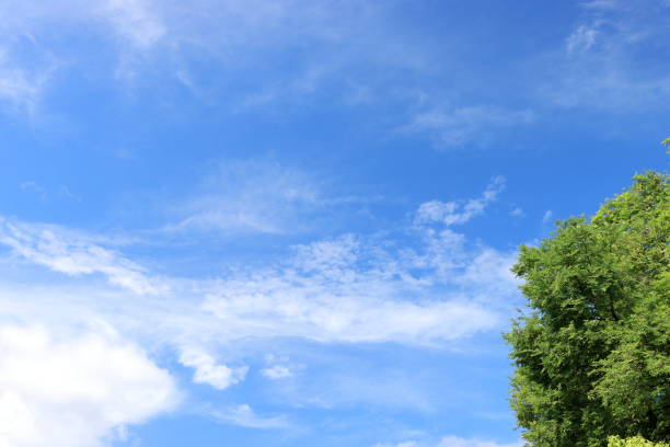 istock Green trees and a cloudy blue sky 1502937445
