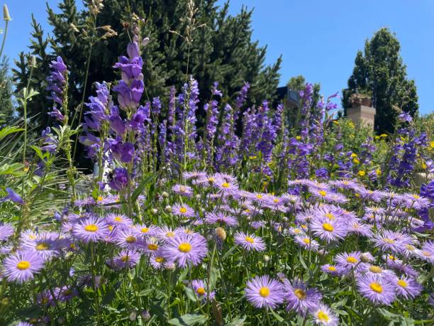 istock Different kinds of purple flowers 1502937710