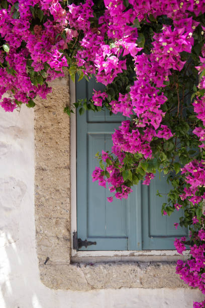 istock Bougainvillea in front of the blue window 1502937851
