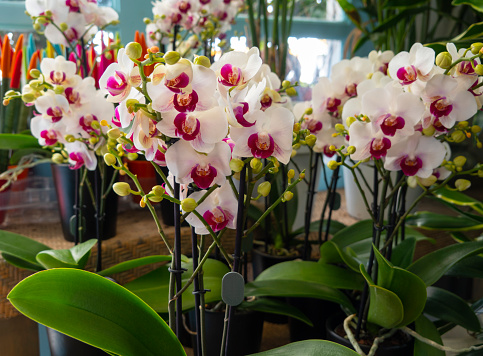 Beautiful orchid flowers in a flower shop
