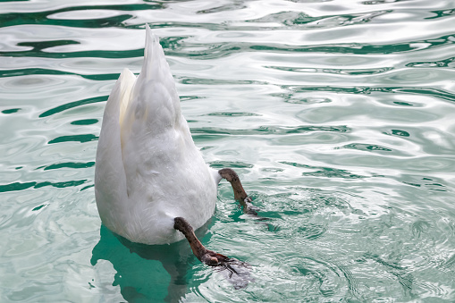 swan in the water with its head submerged inside the water