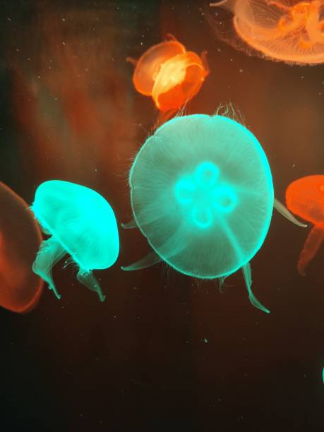 istock Jellyfish in Aquarium 1502939910