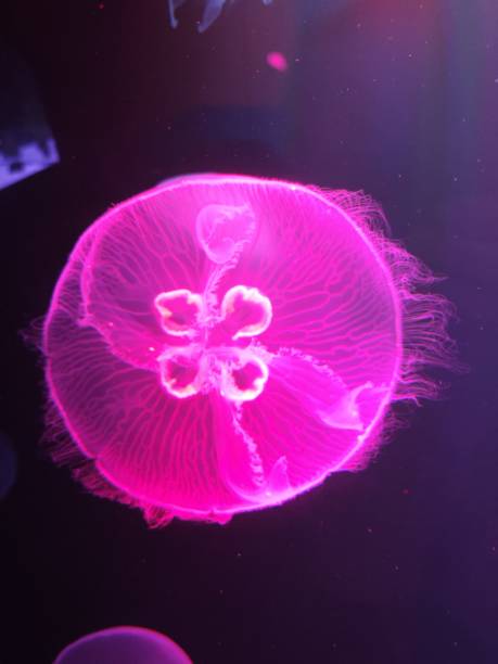 istock Jellyfish in Aquarium 1502939935