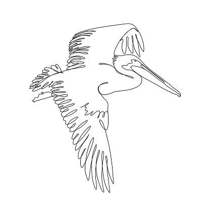 Continuous line drawing with editable stroke of a flying Brown Pelican or American White Pelican. This vector illustration has an editable stroke for easy editing.