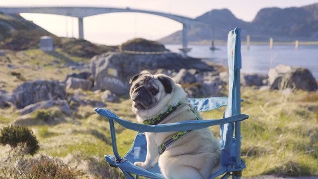 Portrait of Beautiful Pug Relaxing on Camping Chair with Scenic View of Bridge in Norway