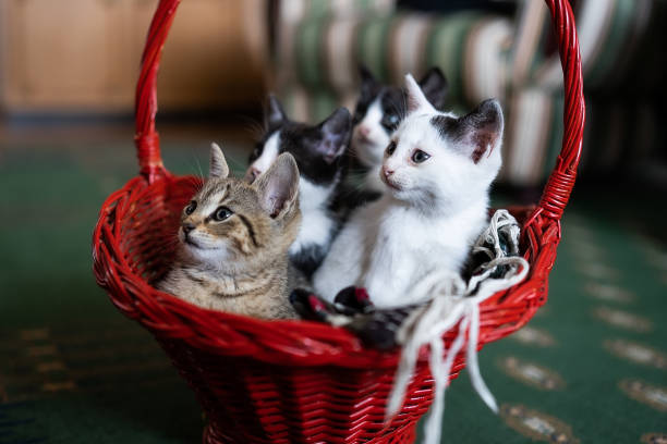 istock Four diferent kittens from same litter,enjoying in basket. 1502942173