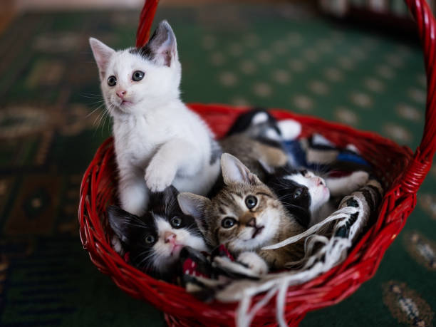 istock Four diferent kittens from same litter,enjoying in basket. 1502942181