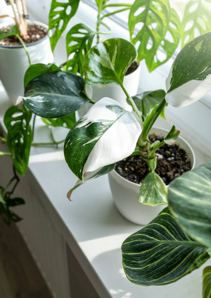 detail listů filodendronové bílé princezny v hrnci doma. vnitřní zahradnictví. koníček. zelené pokojové rostliny. moderní výzdoba pokojů, interiér. životní styl, zátiší s rostlinami - filodendron - stock snímky, obrázky a fotky