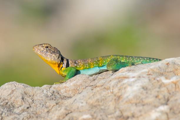 colorful eastern collared lizard - lizard collared lizard reptile animal imagens e fotografias de stock