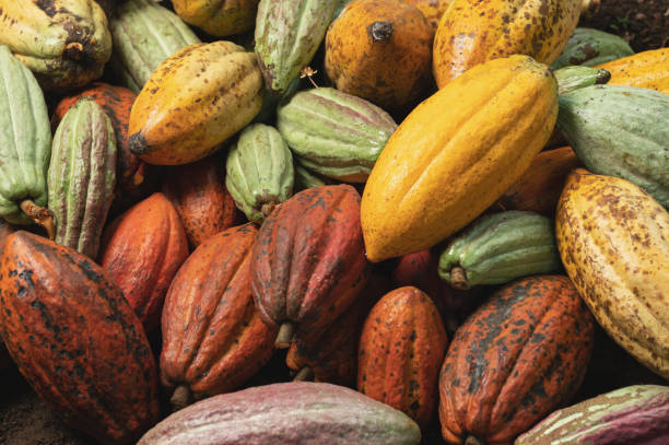 istock Raw chocolate plant pod seeds 1502945894