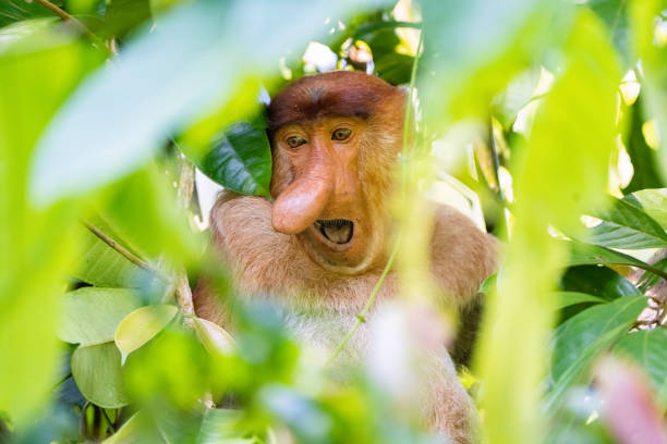 Proboscis Monkey, Nasalis Larvatus or long-nosed monkey, known as the bekantan