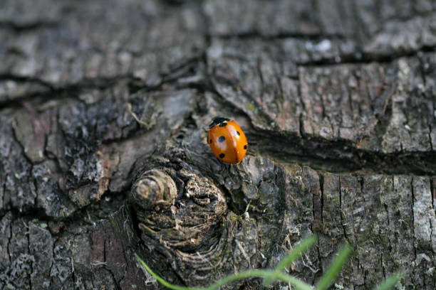 istock Ladybug sitting on a flower leaf. Ladybug running along on blade of green grass 1502946852