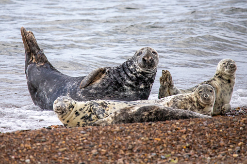 This picture shows a group of seals at the coast of Portgordon in Moray, eastern Scotland. The seals are laying on the beach of the North Sea.