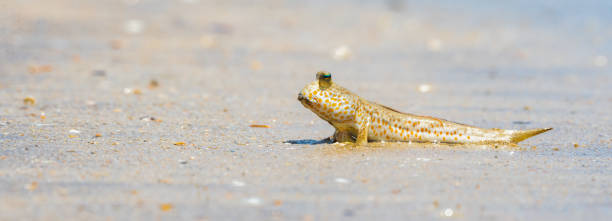 istock Mudskippers in Bako National Park Borneo 1502947725