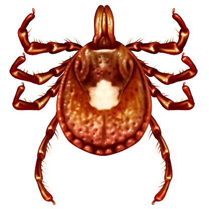 Lone Star Tick female adult insect close up illustration isolated on a white background as a symbol of a parasite arachnid that sucks blood and infects animals with bacteria and viruses in a 3D illustration style.