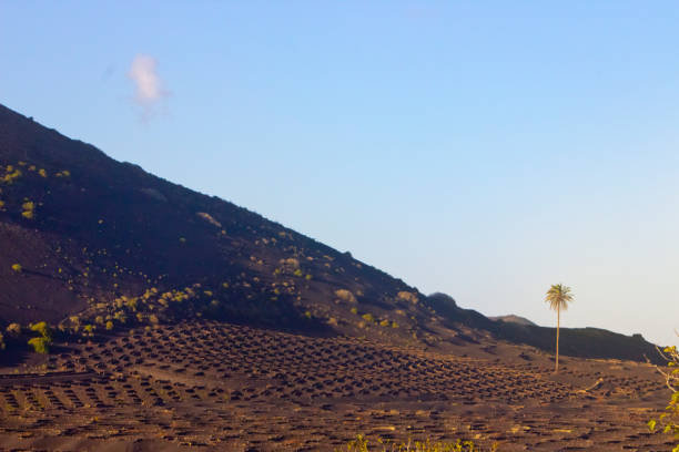 Vineyards in Lanzarote, volcanic landscape, clear sky, lava steep slope and round walls protecting vines in La Geria, Lanzarote, Canary islands, Spain.